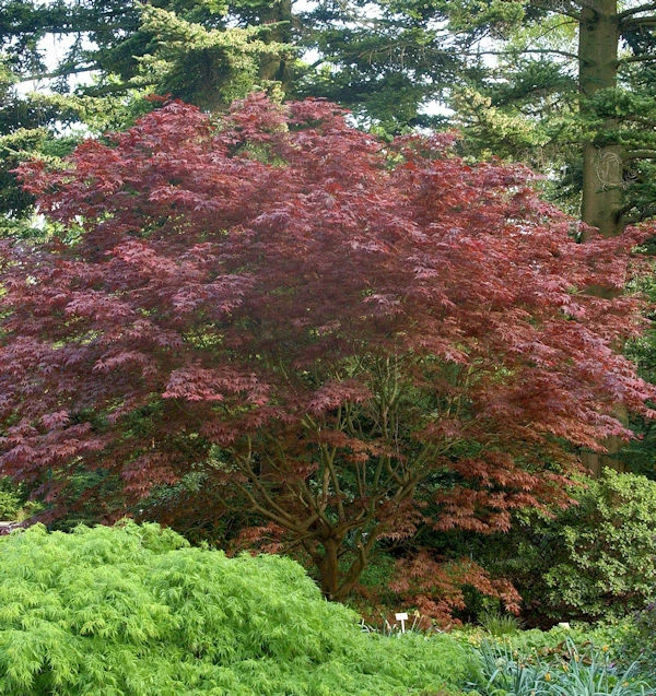 Japanischer Fächer Ahorn Rhode Island Red 40-60cm - Acer Palmatum 3 Japanischer Fächer Ahorn Rhode Island Red 40-60cm - Acer Palmatum