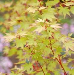 Japanischer Ahorn Sango Kaku 80-100cm - Acer Palmatum