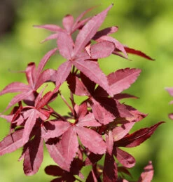 Japanischer Ahorn Twomblys Red Sentinel 80-100cm - Acer Palmatum