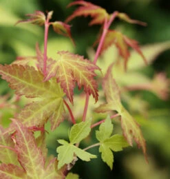 Fächerahorn Katsura 30-40cm - Acer Palmatum