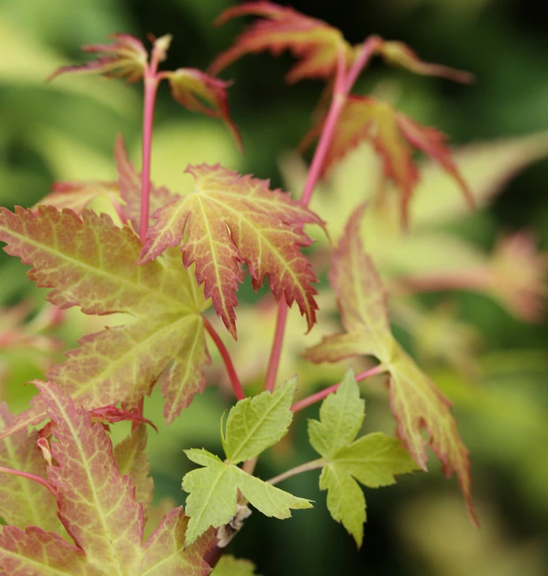 Fächerahorn Katsura 30-40cm - Acer Palmatum 3 Fächerahorn Katsura 30-40cm - Acer Palmatum