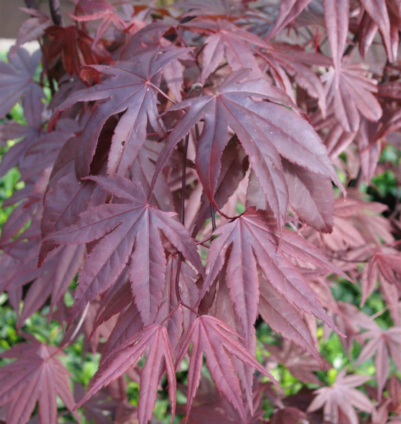 Fächerahorn Moonfire 40-60cm - Acer Palmatum 3 Fächerahorn Moonfire 40-60cm - Acer Palmatum