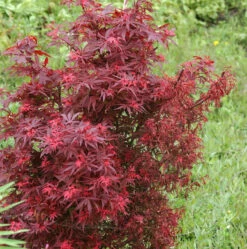 Zwergahorn Shaina 40-60cm - Acer Palmatum