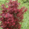 Zwergahorn Shaina 80-100cm - Acer Palmatum