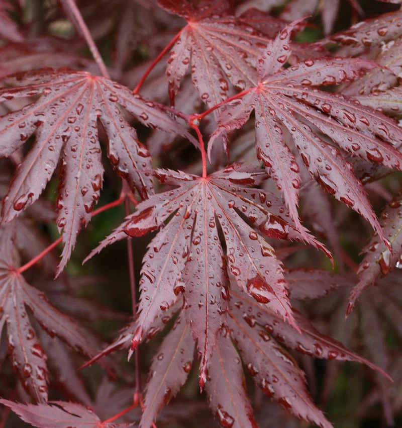 Fächer Ahorn Trompenburg 80-100cm - Acer Palmatum 3 Fächer Ahorn Trompenburg 80-100cm - Acer Palmatum