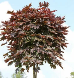 Hochstamm Säulen Blut Ahorn 80-100cm - Acer Platanoides