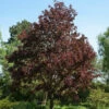 Blutahorn Faassens Black 125-150cm - Acer Platanoides -NR-01 Verkäufe Acer platanoides Faassens Black