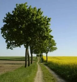 Hochstamm Kugelahorn Globosum 80-100cm - Acer Platanoides