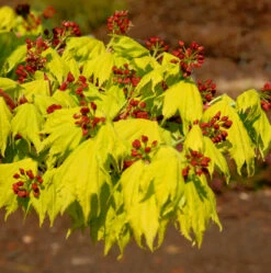 Japanischer Goldahorn 50-60cm - Acer Shirasawanum Aureum