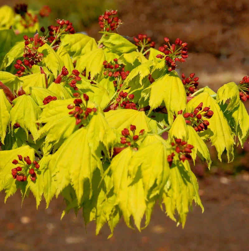 Japanischer Goldahorn 30-40cm - Acer Shirasawanum Aureum 3 Japanischer Goldahorn 30-40cm - Acer Shirasawanum Aureum