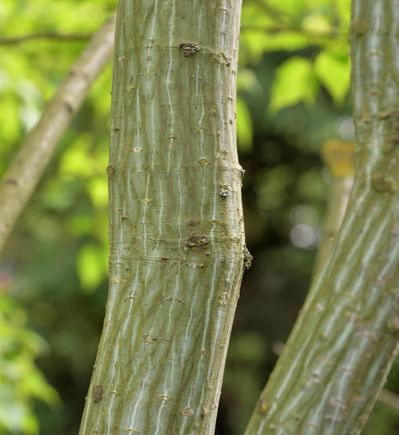 Roter Schlangenhaut Ahorn 100-125cm - Acer Capillipes 3 Roter Schlangenhaut Ahorn 100-125cm - Acer Capillipes