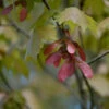 Rot Ahorn 100-125cm - Acer Rubrum 2 Rot Ahorn 100-125cm - Acer Rubrum -NR-01 Verkäufe Acerrubrum