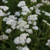 Schafgarbe White Beauty - Achillea Millefolium 1 Schafgarbe White Beauty - Achillea Millefolium -NR-01 Verkäufe Achillea millefolium WhiteBeauty