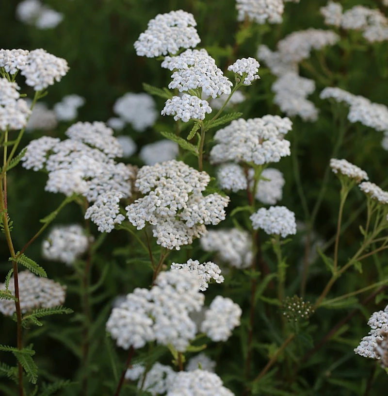 Schafgarbe White Beauty - Achillea Millefolium 3 Schafgarbe White Beauty - Achillea Millefolium