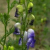 Herbsteisenhut Cloudy - Aconitum Carmichaelii -NR-01 Verkäufe Aconitum carmichaeliiCloudy