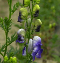 Herbsteisenhut Cloudy - Aconitum Carmichaelii