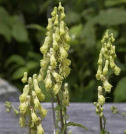 Eisenhut Ivorine - Aconitum Napellus