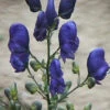Bunter Eisenhut - Aconitum Variegatum -NR-01 Verkäufe Aconitum variegatum