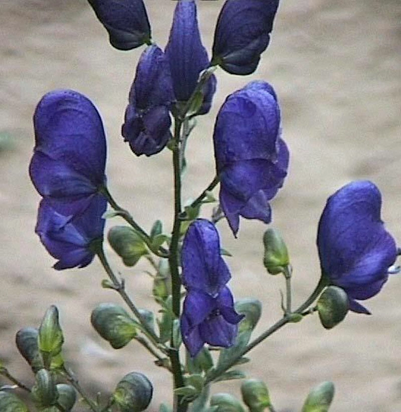 Bunter Eisenhut - Aconitum Variegatum 3 Bunter Eisenhut - Aconitum Variegatum