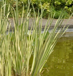 Kalmus Variegatus - Acorus Calamus