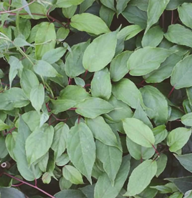 Männliche Kiwi Kens Red 60-80cm - Actinidia Arguta 3 Männliche Kiwi Kens Red 60-80cm - Actinidia Arguta