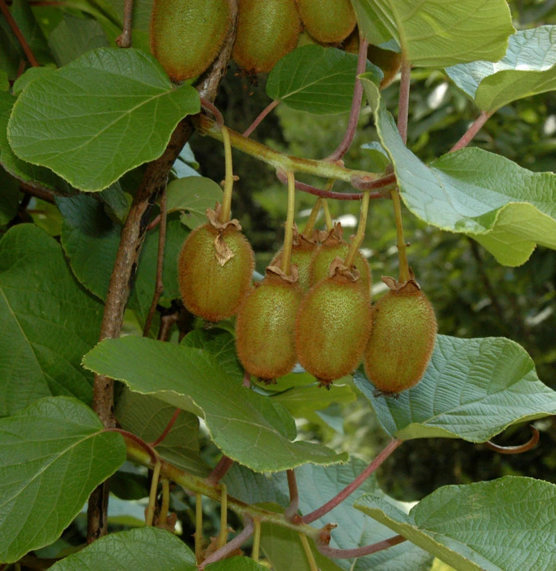 Selbstfruchtende Kiwi Issai 40-60cm - Actinidia Arguta 3 Selbstfruchtende Kiwi Issai 40-60cm - Actinidia Arguta
