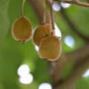 Selbstfruchtende Kiwi Jenny 40-60cm - Actinidia Chinensis 1 Selbstfruchtende Kiwi Jenny 40-60cm - Actinidia Chinensis -NR-01 Verkäufe Actinidia chinensis Jenny Select 1 1