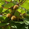 Selbstfruchtende Kiwi Boskoop 40-60cm - Actinidia Chinensis 2 Selbstfruchtende Kiwi Boskoop 40-60cm - Actinidia Chinensis -NR-01 Verkäufe Actinidia chinensisBoskoop