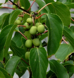 Kiwi 100-125cm - Actinidia Arguta
