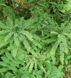 Pfauenradfarn - Adiantum Pedatum