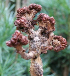 Hochstamm Gespensterkastanie 100-125cm - Aesculus Hippocastanum