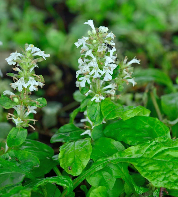 Günsel Alba - Ajuga Reptans Alba 3 Günsel Alba - Ajuga Reptans Alba
