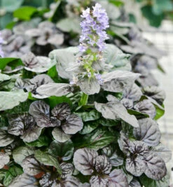 Günsel Chocolate Black Scallop® - Ajuga Reptans