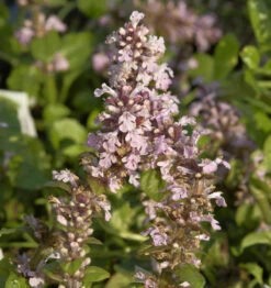 Günsel Tottenham - Ajuga Reptans