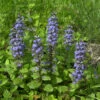 Günsel Blau - Ajuga Reptans 2 Günsel Blau - Ajuga Reptans -NR-01 Verkäufe Ajuga reptans 1