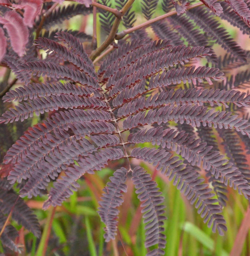 Seidenakazie Chocolate Fountain - Schlafbaum 30-40cm - Albizia Julibrissin 3 Seidenakazie Chocolate Fountain - Schlafbaum 30-40cm - Albizia Julibrissin