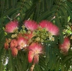 Rosa Seidenakazie - Schlafbaum 40-60cm - Albizia Julibrissin