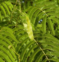 Seidenakazie - Schlafbaum 30-40cm - Albizia Julibrissin