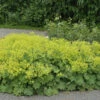 Frauenmantel Mollis - Großer Topf - Alchemilla Mollis 1 Frauenmantel Mollis - Großer Topf - Alchemilla Mollis -NR-01 Verkäufe Alchemilla mollis 1