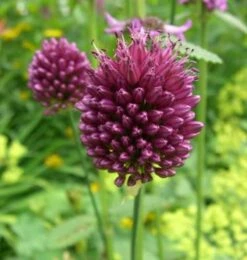 Zierlauch Purpurviolett - Allium Sphaerocephalon