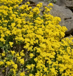 Felsen-Steinkraut - Alyssum Saxatile