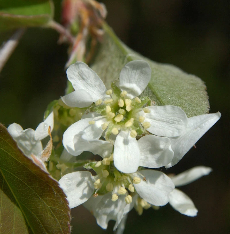 Säulen Felsenbirne 60-80cm - Amelanchier Alnifolia 3 Säulen Felsenbirne 60-80cm - Amelanchier Alnifolia