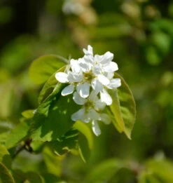 Ähren Felsenbirne 80-100cm - Amelanchier Spicata