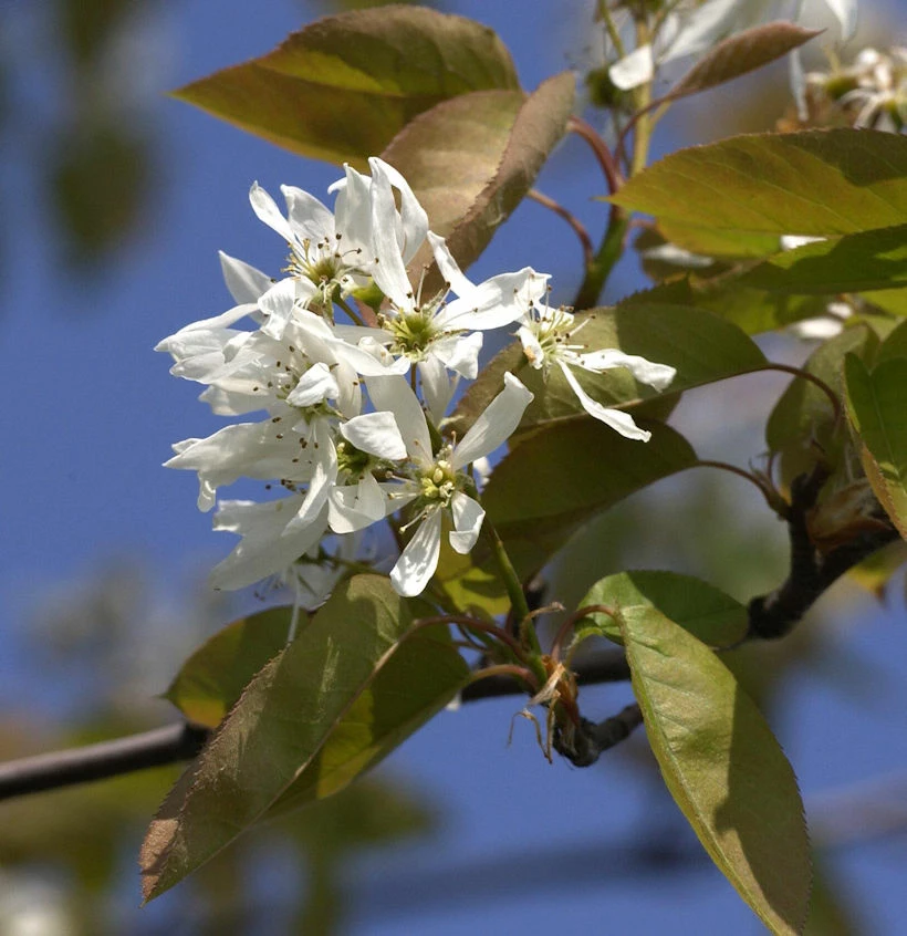 Felsenbirne Ballerina 125-150cm - Amelanchier 3 Felsenbirne Ballerina 125-150cm - Amelanchier