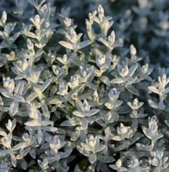 Teppich Perlkörbchen - Anaphalis Alpicola