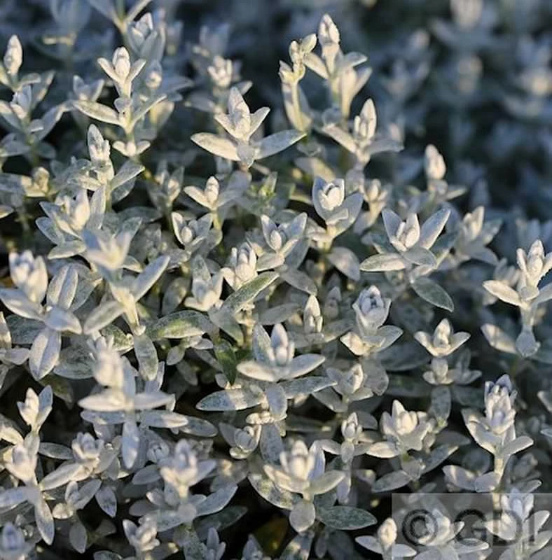 Teppich Perlkörbchen - Anaphalis Alpicola 3 Teppich Perlkörbchen - Anaphalis Alpicola