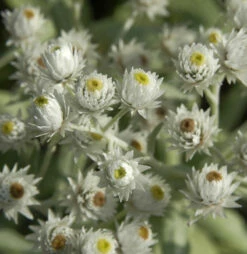 Perlkörbchen Triplinervis - Anaphalis Triplnervis