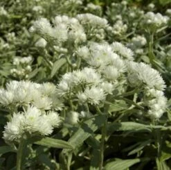 Perlkörbchen Silberregen - Anaphalis Triplnervis