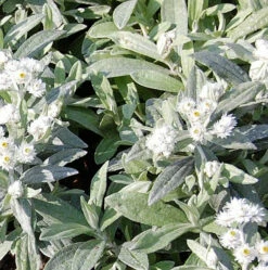 Perlkörbchen Sommerschnee - Anaphalis Triplnervis
