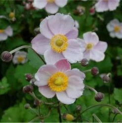 Herbstanemone Richard Ahrends - Anemone Japonica